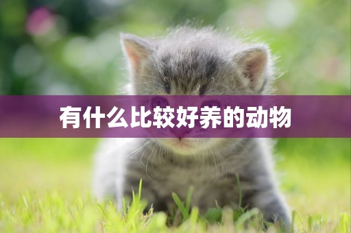 有什么比較好養的動物