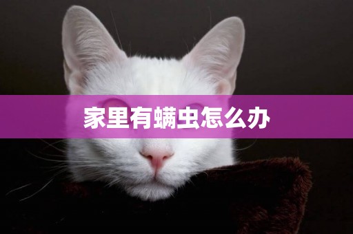 家里有螨蟲怎么辦