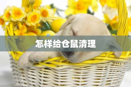 怎樣給倉鼠清理
