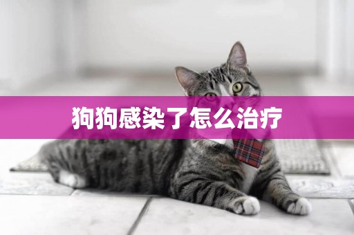 狗狗感染了怎么治療