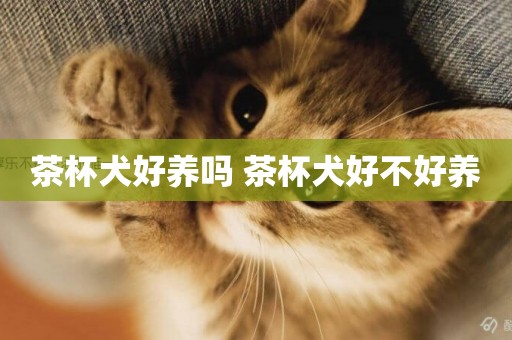茶杯犬好養嗎 茶杯犬好不好養