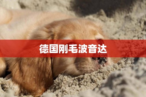 德國剛毛波音達