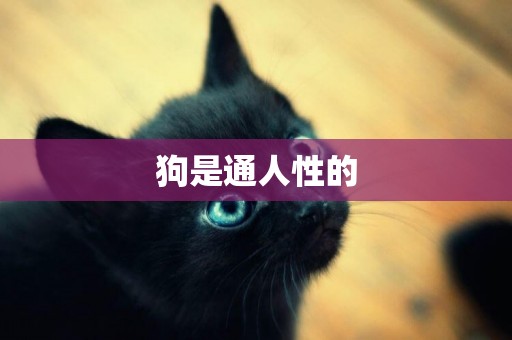狗是通人性的