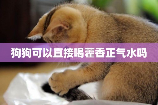 狗狗可以直接喝藿香正氣水嗎