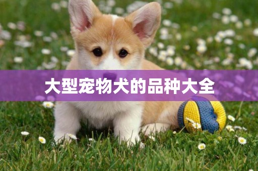 大型寵物犬的品種大全
