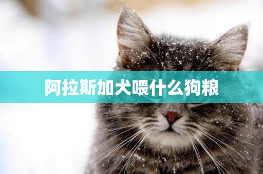 阿拉斯加犬喂什么狗糧