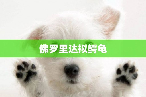 佛羅里達擬鱷龜