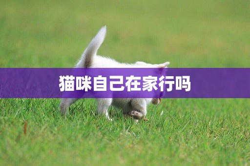 貓咪自己在家行嗎