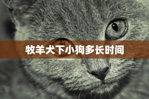 牧羊犬下小狗多長時間
