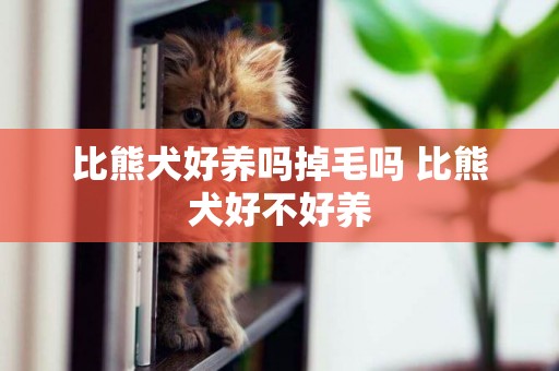 比熊犬好養嗎掉毛嗎 比熊犬好不好養