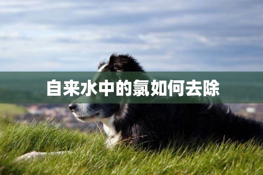 自來水中的氯如何去除