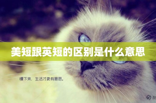 美短跟英短的區別是什么意思