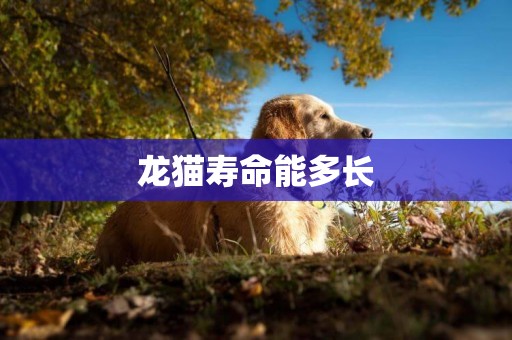 龍貓壽命能多長