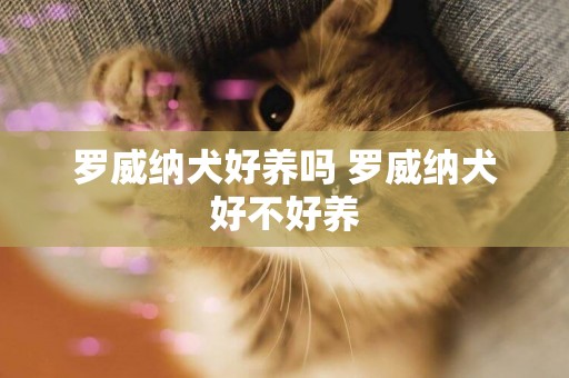 羅威納犬好養嗎 羅威納犬好不好養