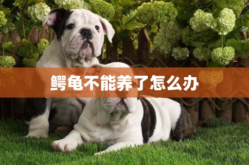 鱷龜不能養了怎么辦