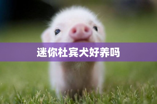 迷你杜賓犬好養嗎