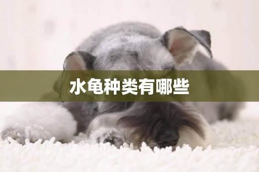 水龜種類有哪些