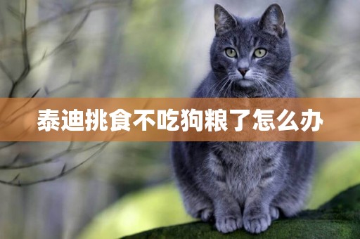 泰迪挑食不吃狗糧了怎么辦