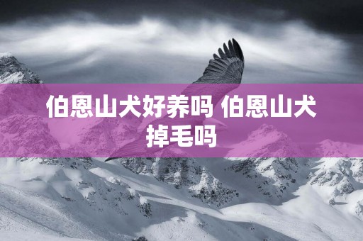 伯恩山犬好養嗎 伯恩山犬掉毛嗎