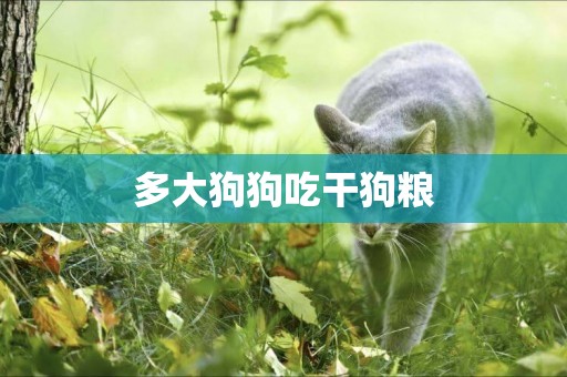 多大狗狗吃干狗糧