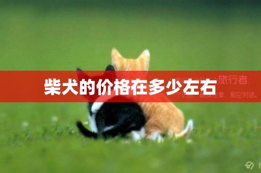 柴犬的價格在多少左右