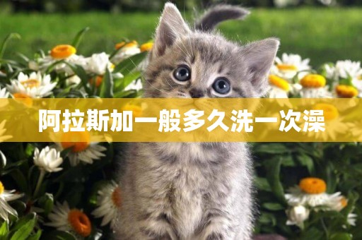 阿拉斯加一般多久洗一次澡