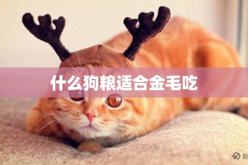 什么狗糧適合金毛吃