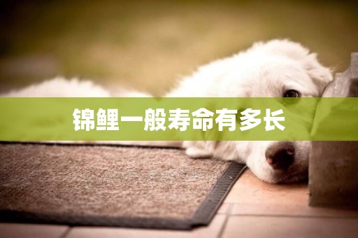 錦鯉一般壽命有多長