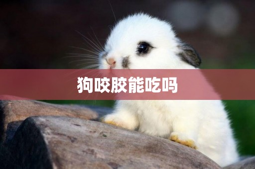 狗咬膠能吃嗎