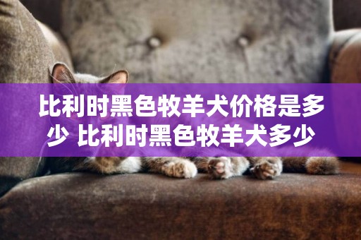 比利時黑色牧羊犬價格是多少 比利時黑色牧羊犬多少錢一只