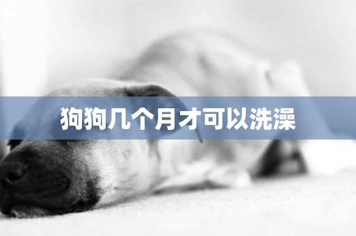 狗狗幾個月才可以洗澡