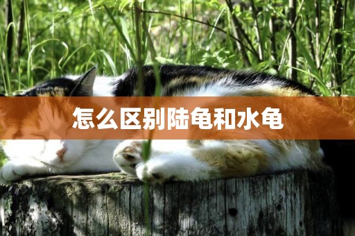 怎么區別陸龜和水龜