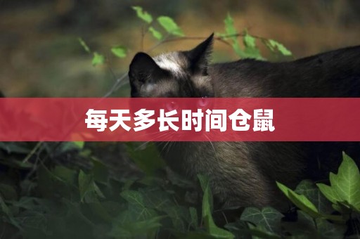 每天多長時間倉鼠
