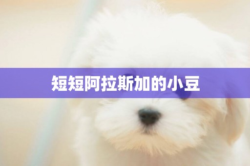 短短阿拉斯加的小豆