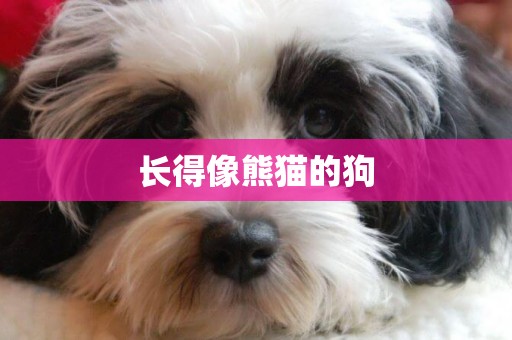 長得像熊貓的狗