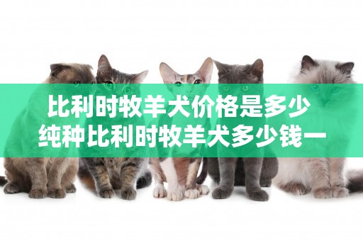 比利時牧羊犬價格是多少 純種比利時牧羊犬多少錢一只