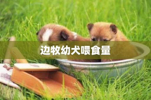 邊牧幼犬喂食量