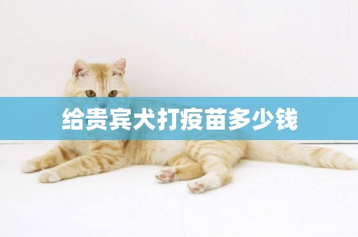 給貴賓犬打疫苗多少錢
