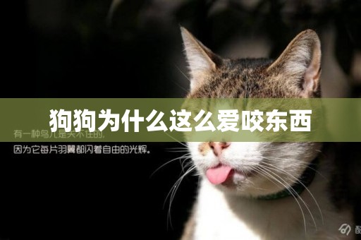狗狗為什么這么愛咬東西