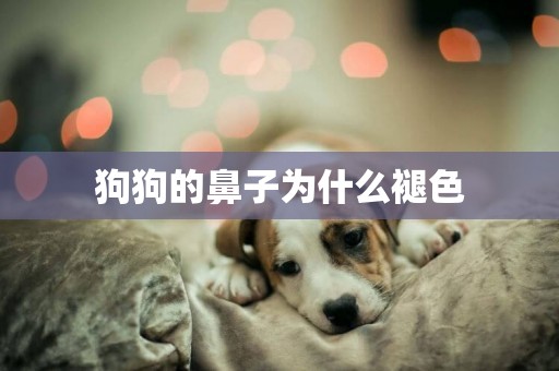 狗狗的鼻子為什么褪色