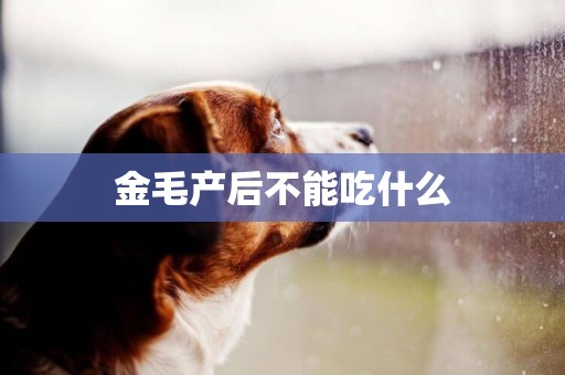 金毛產后不能吃什么