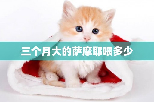 三個月大的薩摩耶喂多少
