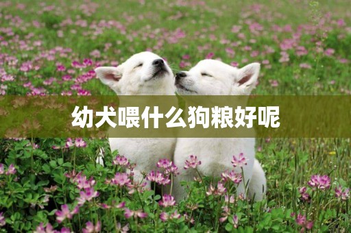 幼犬喂什么狗糧好呢