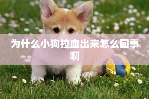 為什么小狗拉血出來怎么回事啊