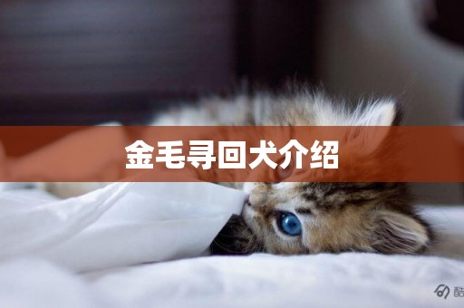 金毛尋回犬介紹