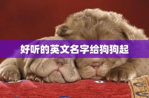 好聽的英文名字給狗狗起
