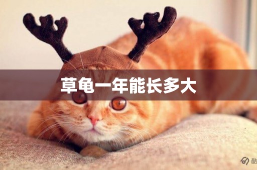 草龜一年能長多大