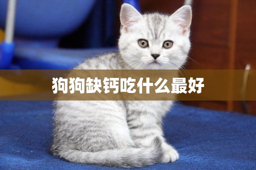 狗狗缺鈣吃什么最好