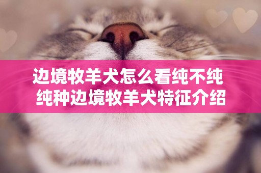 邊境牧羊犬怎么看純不純 純種邊境牧羊犬特征介紹