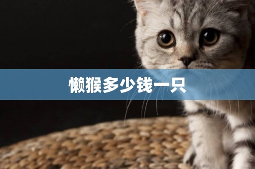 懶猴多少錢一只